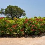 Green living fence with red flowers along alley